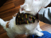 Pet bandanas - for cats and dogs (designed to have the collar fed through.) photo 