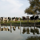 konsulmeisenbach thumbnail
