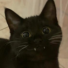 adoring_fan thumbnail