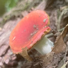shroomsalad thumbnail