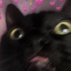 A_stray_cat thumbnail