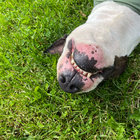 BEVERGNAG thumbnail