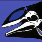 dolphins thumbnail