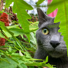 piquedinterest thumbnail