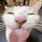 frankymave thumbnail