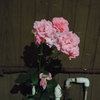 A Distant Shore” (Live Album) | Lamp | Botanical House