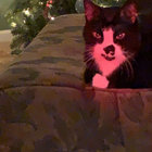 Milo thumbnail