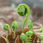 a_fern thumbnail