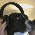 funymony thumbnail
