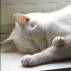 mackoti thumbnail