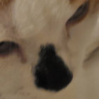 slappknk thumbnail