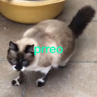 elpablazo thumbnail
