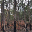 devin thumbnail