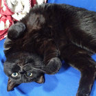 iyoemi thumbnail