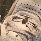 piuhpiuhpiuh thumbnail