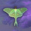Moth Retra image