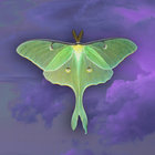Moth Retra thumbnail