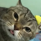 jules111 thumbnail