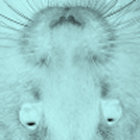 subsentient thumbnail