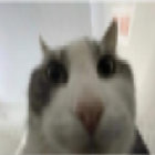 ttrenoo thumbnail