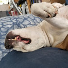 lehooch thumbnail
