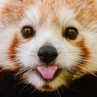 millifoo thumbnail