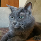 terrymusiccat thumbnail