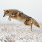 coyoteblack thumbnail