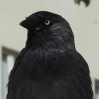 elscotto29 thumbnail