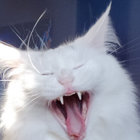 intojaorvokki thumbnail