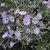 Asteraceae thumbnail