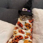 razicat thumbnail