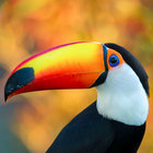 birdbassador thumbnail