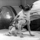universe_dog thumbnail