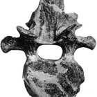 ambient_ankylosaur thumbnail