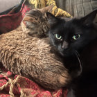 black cat thumbnail