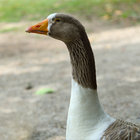 Sergei thumbnail