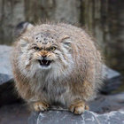 manuli thumbnail