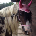 kamiel vandewoude thumbnail
