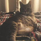sushi belly thumbnail