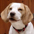 muttkutz thumbnail