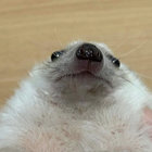 Jo Killium thumbnail
