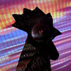 kashlee thumbnail