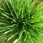 shootpeas thumbnail