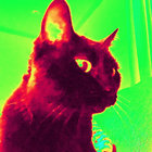 cal_ripskin thumbnail