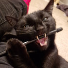 tpets92 thumbnail