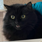 Cheshire thumbnail