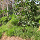 veena_can_bwala thumbnail