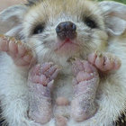 buttersmccoy thumbnail