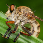 BEELZEBUBZ thumbnail